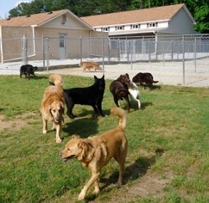 Dogs playing at Smith Farms Kennels