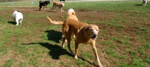 Dogs run in grassy backyard at Smith Farms Kennel, the best kennel in Metro Atlanta