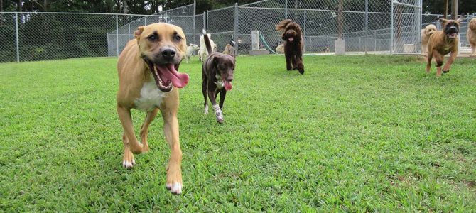 Luxurious Dog Boarding Kennel in Metro Atlanta Luxurious Dog Boarding Kennel in Metro Atlanta