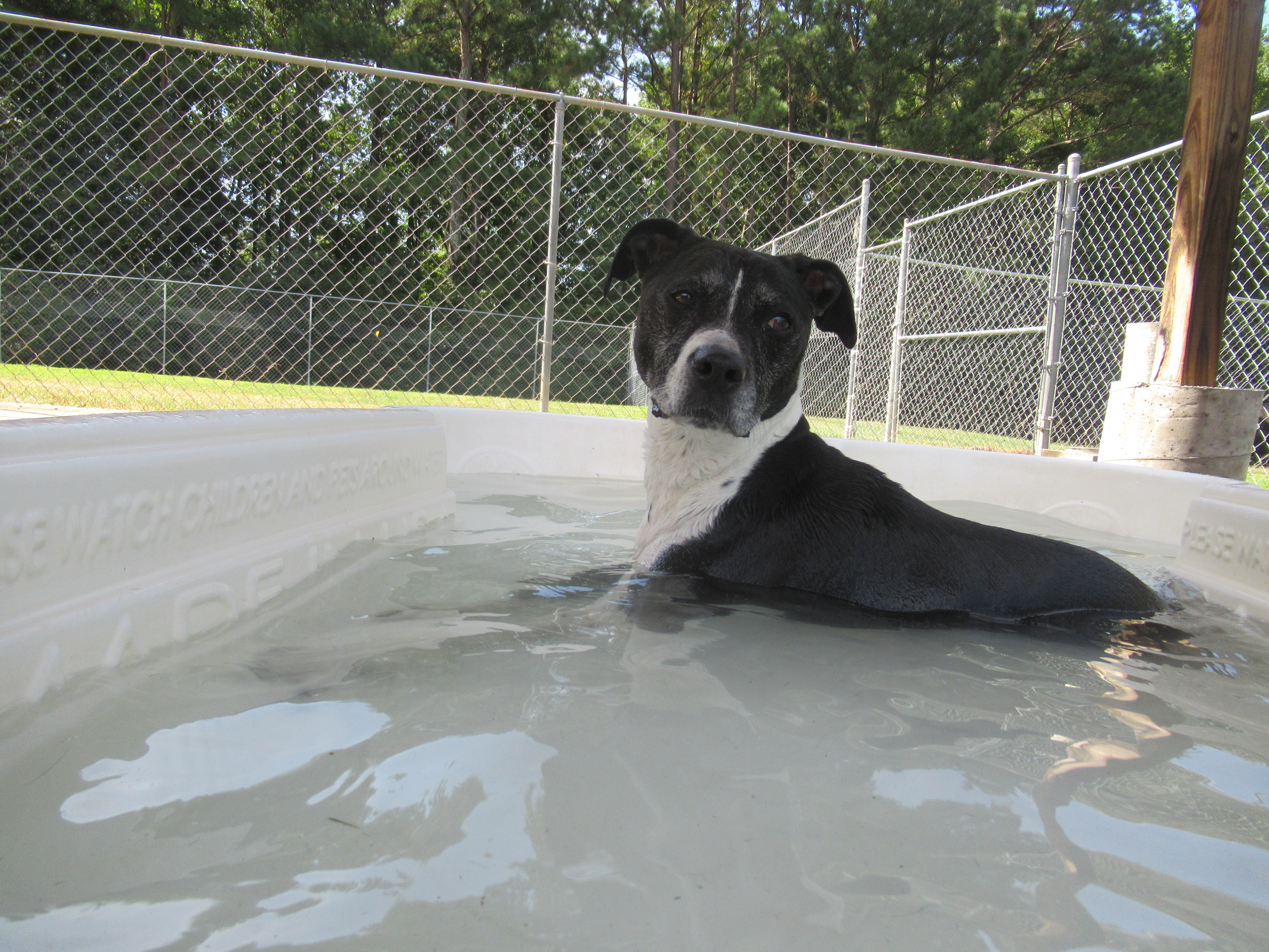 Georgia Heat and Keeping Your Canine Cool