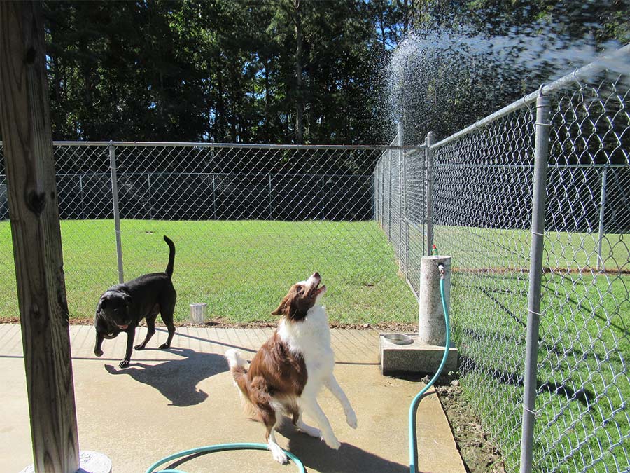Dogs run to get under shower of water from hose at Smith Farms Kennel