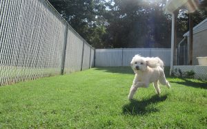 White dog runs through grass at Smith Farms Kennel - Best Kennel near conyers covington loganville decatur georgia