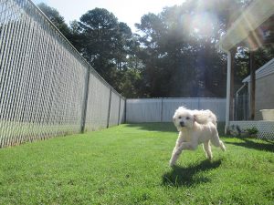 White dog runs through grass at Smith Farms Kennel - Best Kennel near conyers covington loganville decatur georgia