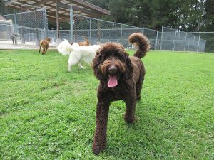 Brown and white dogs run through grass at Smith Farms Kennel - Best Kennel near conyers covington loganville decatur georgia