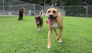 Three big dogs run in grass at Doggie Daycare at Smith Farms Boarding