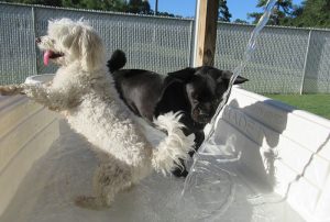Small, cute dogs play in doggy pool at Smith Farms Kennel,