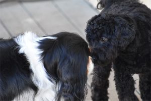Two dogs touch noses at Smith Farms Doggy Daycare in East Metro Atlanta