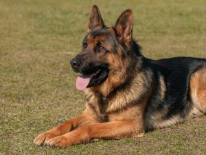 Beautiful German Shepherd Dog at Smith Farms Kennels - Conyers Georgia