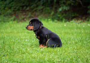 Cute puppy sitting in grass at Smith Farms Kennels