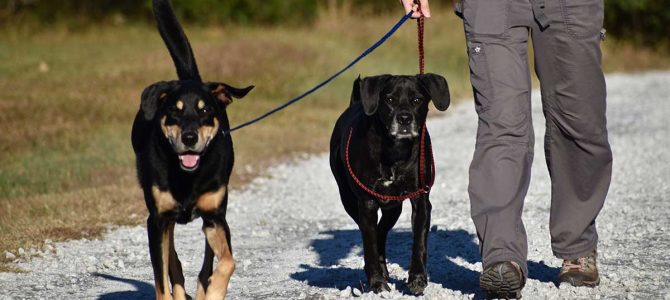Benefits of Dog Training Benefits of Dog Training