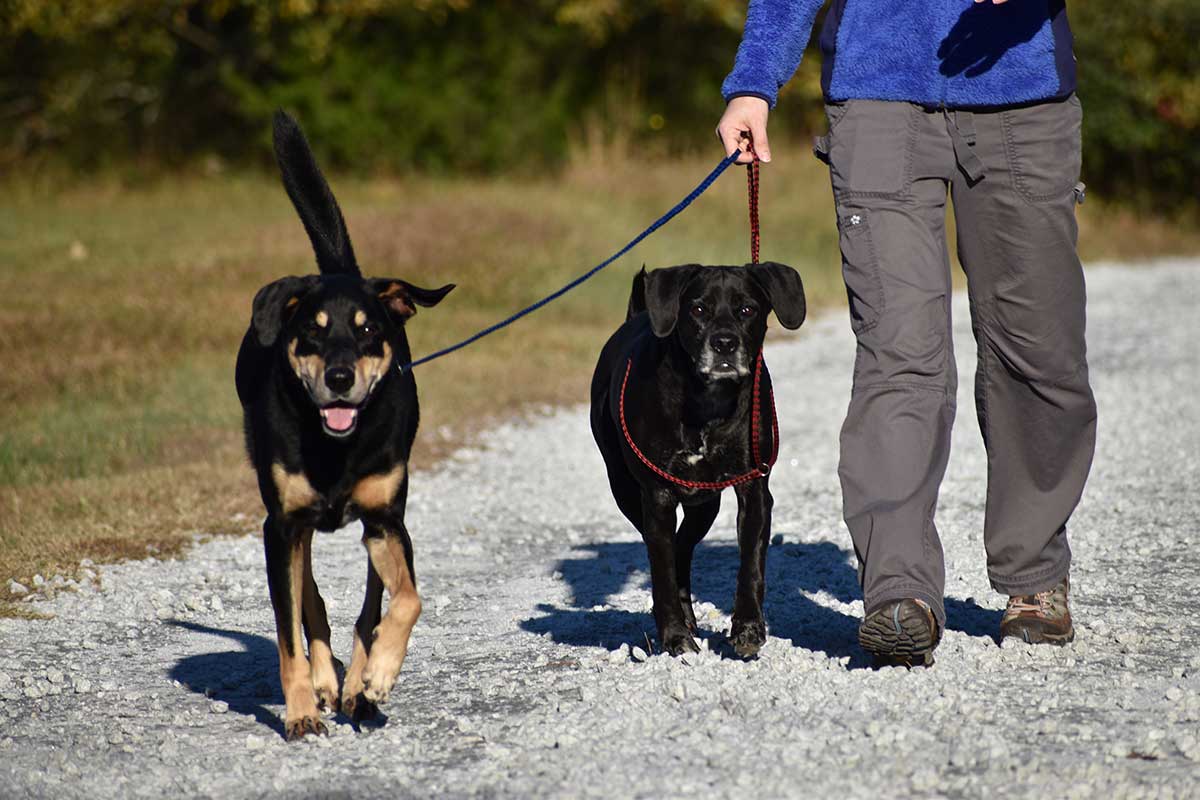 Benefits of Dog Training