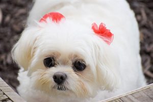 Smith Farms Kennels in Conyers Georgia guest named Coco
