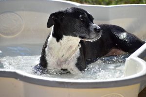 Black and white dog in pool at Smith Farms Kennel in East Metro Atlanta