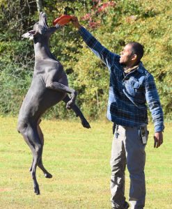 Dog jumps to retrieve Frisbee from trainer at Smith Farms Kennel, the best dog training in Conyers, Georgia