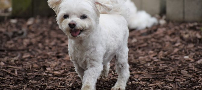 Tips for a Smooth Dog Adoption Transition Tips for a Smooth Dog Adoption Transition