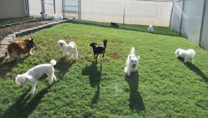 Eleven happy dogs playing in backyard grass of Smith Farms Kennel