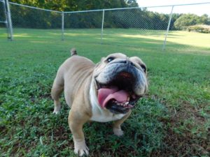 Pug excited to be at Smith Farms Kennel, a great kennel serving Conyers, Ga