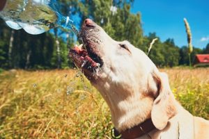 Labrador retriever drinks water from bottle