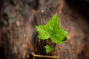 Smith Farms - Toxic Plants for Dogs Ivy