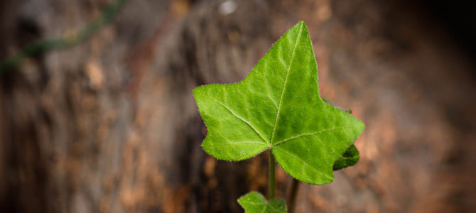 Plants Dangerous to Your Dog Plants Dangerous to Your Dog
