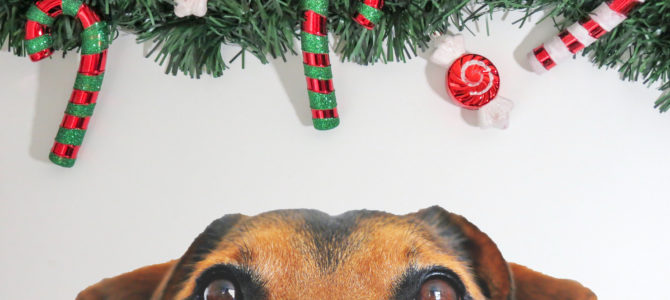 Tips for Planning Your Pet’s Holiday Boarding Stay Tips for Planning Your Pet’s Holiday Boarding Stay