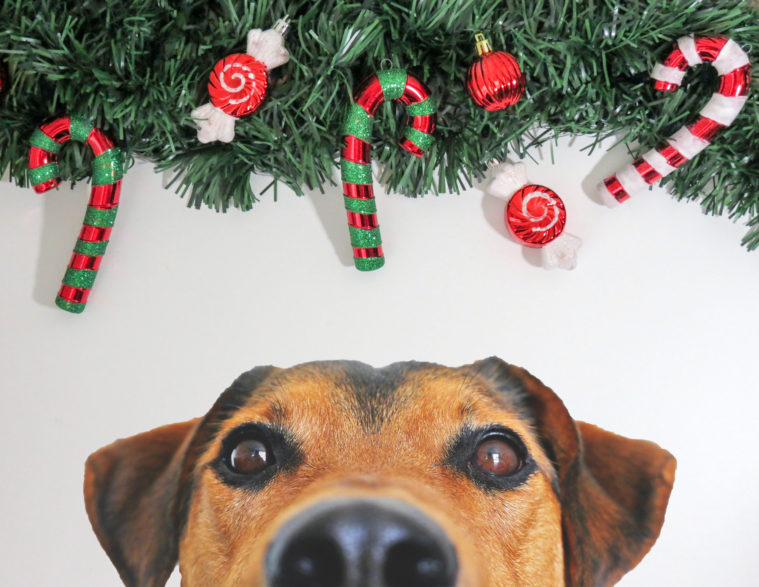 Tips for Planning Your Pet’s Holiday Boarding Stay