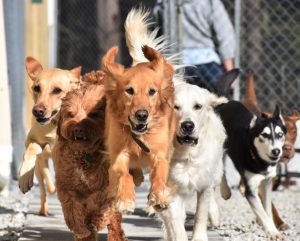 A bunch of dogs sprint together, ready to play at Smith Farms Kennel, the best doggy daycare and long-term dog boarding in Conyers, Georgia