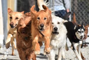 A bunch of dogs sprint together, ready to play at Smith Farms Kennel, the best doggy daycare and long-term dog boarding in Conyers, Georgia