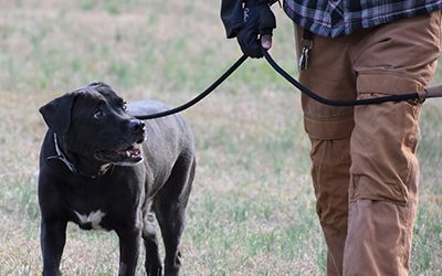 Dog Training in East Metro Atlanta Area Dekalb County, Decatur, Stone Mountain