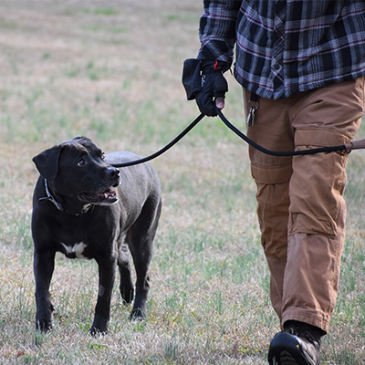 A dog is walked by a trainer at Smith Farms Kennel, the best doggy daycare and dog training in Conyers, Georgia