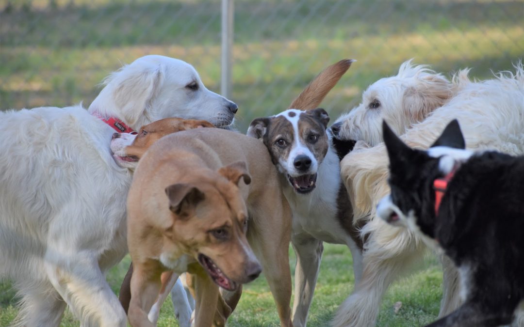 Dogs huddle and play together in the grass at Smith Farms Kennel, the best dog boarding in Metro Atlanta
