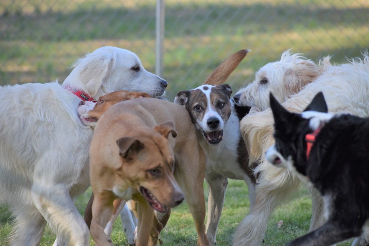 Long Term Boarding Smith Farms Boarding Kennels