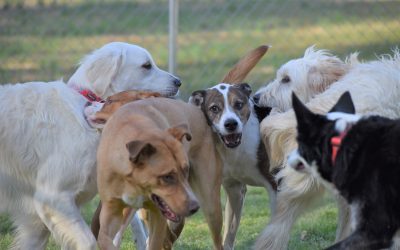 The Importance of Socialization for Your Dog
