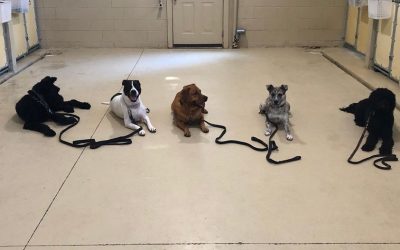 Socializing an Older Dog
