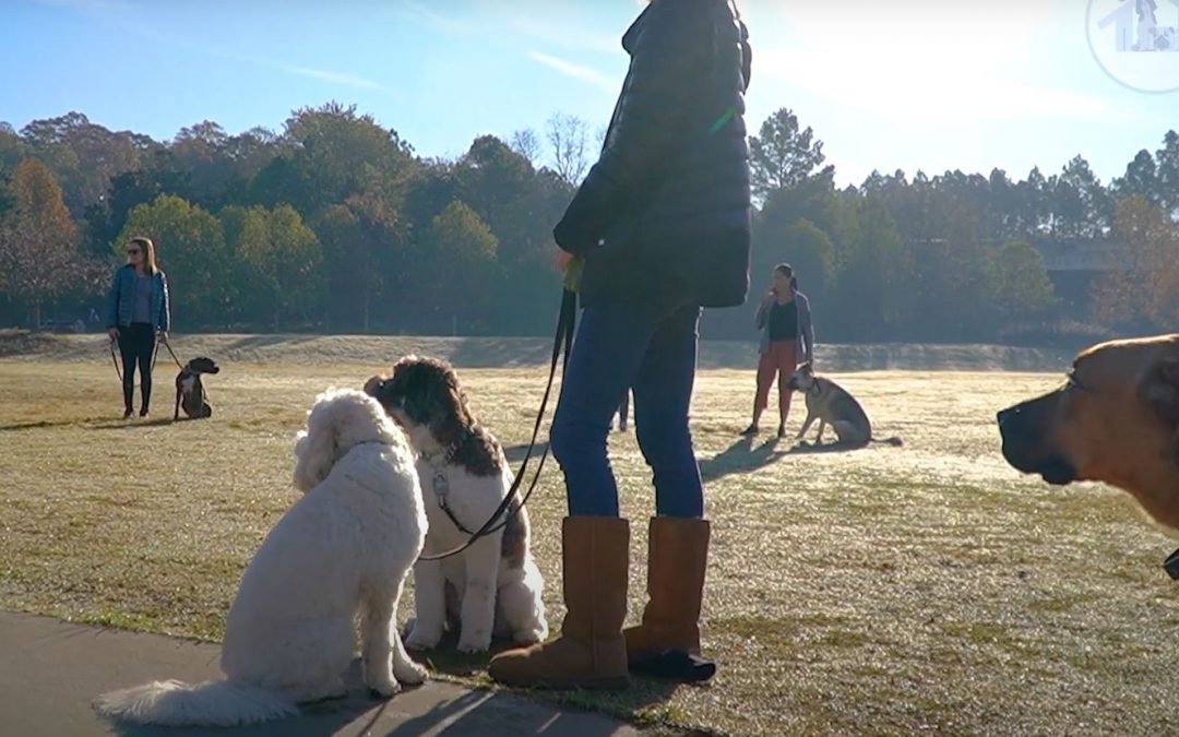 Smith Farms Boarding Kennels – Group Training for Dogs in Metro Atlanta
