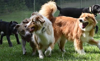 Fun at Dog Parks or Doggie Daycare