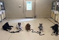 Training your Dog