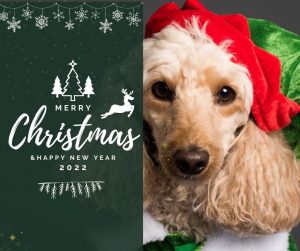 Smith Farms Atlanta Dog Boarding Christmas and Holiday Card