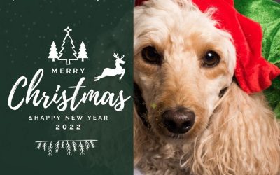 Dogs, Music and Christmas!