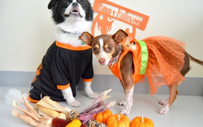 Halloween fun with your dogs and pups.
