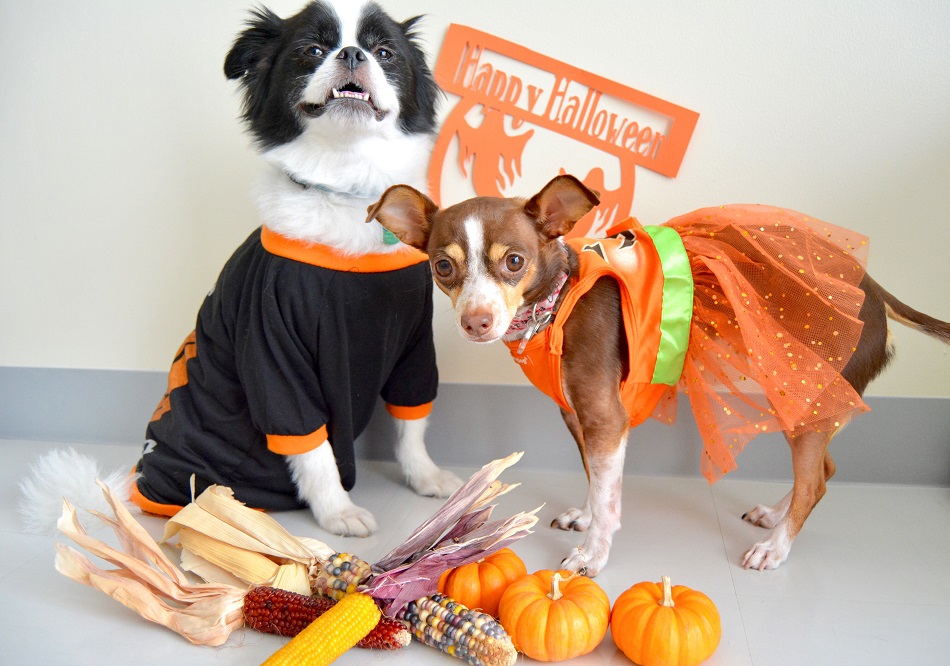 Halloween fun with your dogs and pups.
