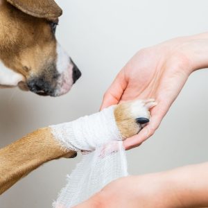 Prevent paw injury on hot pavement