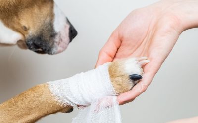 Why is it important to be careful to protect a dog’s pads in hot weather when walking?