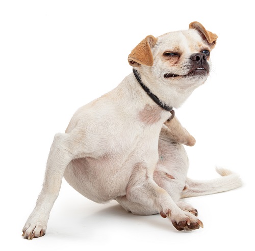 Fleas and Dogs