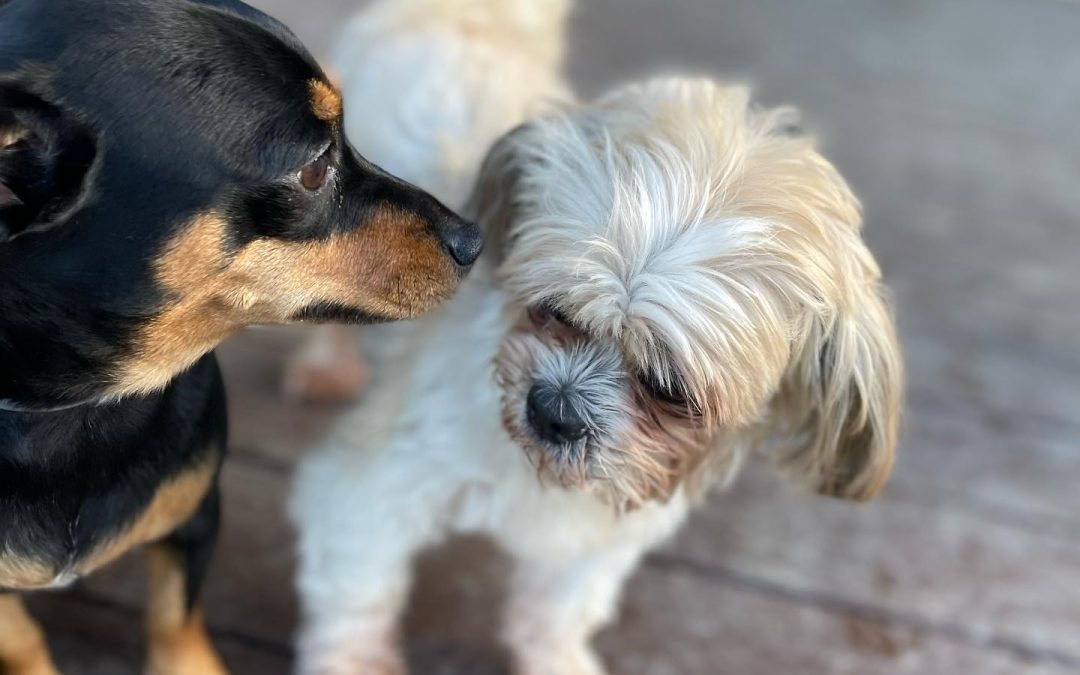 Two dogs at Smith Farms Doggy Daycare in Metro Atlanta