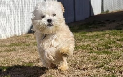 A Safe and Friendly Home for Your Dog Away From Home