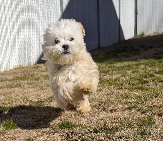 A Safe and Friendly Home for Your Dog Away From Home