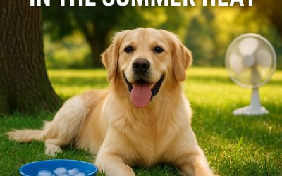 Keeping Dogs Safe in Extreme Heat: Tips from Smith Farms Kennels