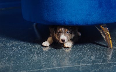 How to Help Your Dog Stay Calm During Fireworks: Tips from Smith Farms Boarding