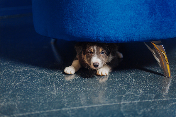 How to Help Your Dog Stay Calm During Fireworks: Tips from Smith Farms Boarding